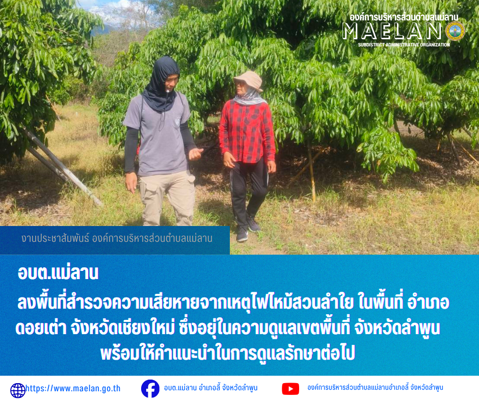 วันที่ 28 พฤษภาคม 2569  โดยนายโสภณ  มีมัง นายกองค์การบริหารส่วนตำบลแม่ลาน มอบหมายให้ เจ้าหน้าที่ป้องกันและบรรเทาสาธารณภัยองค์การบริหารส่วนตำบลแม่ลาน ร่วมกับ เกษตรอำเภอลี้          ลงพื้นที่สำรวจความเสียหายจากเหตุไฟไหม้สวนลำใย ในพื้นที่ อำเภอดอยเต่า จังหวัดเชียงใหม่ ซึ่งอยุ่ในความดูแลเขตพื้นที่ จังหวัดลำพูนพร้อมให้คำแนะนำในการดูแลรักษาต่อไป ________________________________________ -ขอขอบคุณภาพข่าวจาก : เจ้าหน้าที่ป้องกันและบรรเทาสาธารณภัยองค์การบริหารส่วนตำบลแม่ลาน -เเหล่งข่าว : องค์การบริหารส่วนตำบลแม่ลาน -ประชาสัมพันธ์ข่าว  : งานประชาสัมพันธ์ สำนักปลัดองค์การบริหารส่วนตำบลแม่ลาน -เว็บไซต์ : https://www.maelan.go.th -Facebook : https://www.facebook.com/saomaelan.maelan.7?mibextid=ZbWKwL -Youtube : https://youtube.com/@user-eq2cc4bc2f?si=EvKRe7B5IyUmlv8Z #องค์การบริหารส่วนตำบลแม่ลาน ???? 12/1 หมู่ 7 ตำบลแม่ลาน อำเภอลี้ จังหวัดลำพูน ????โทรศัพท์ สำนักงาน : 096-6858480   ????อุบัติเหตุ โทร 1669  ฟรี /สายตรงรถฉุกเฉินองค์การบริหารส่วนตำบลแม่ลาน : 081-4736884